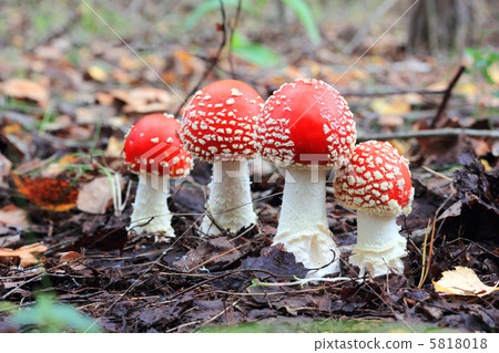 four red mushrooms among the fallen leaves 5818018