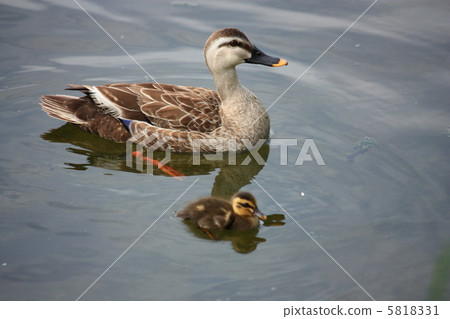 Parent and child of kalgamo 5818331