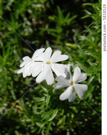 Shibazakura（Shiba櫻花） 5818529