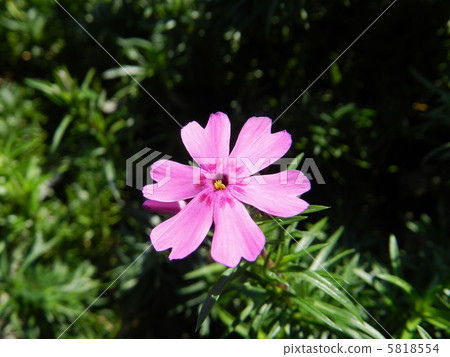 Shibazakura（Shiba櫻花） 5818554