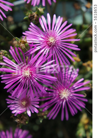 Livingston Daisy 5818653