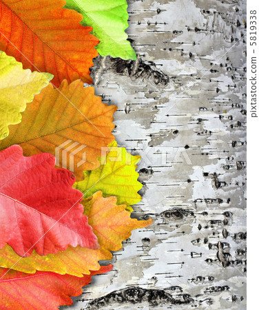 Autumn Leaves over wooden background Autumn Leaves over wooden background 5819338