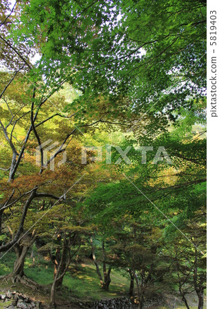 Ashizuri Uwakai National Park Nameko Gorge 5819403