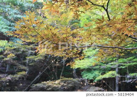 Ashizuri Uwakai National Park Nameko Gorge Ashizuri Uwakai National Park Nameko Gorge 5819404