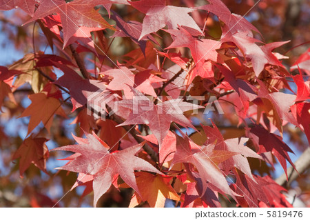 Autumn leaves of Momigiba Fut 5819476