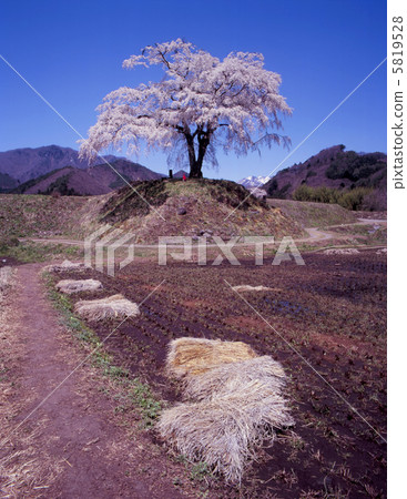 喪偶的獵鷹殺手 喪偶的獵鷹殺手 5819528