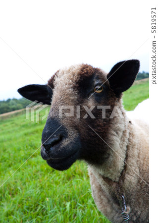 Black headed sheep head 5819571