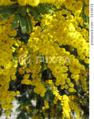 Mimosa Mimosa 5819678