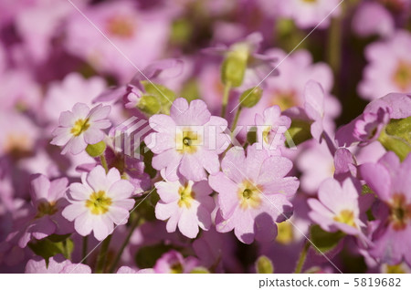 Western cherry tree It is cute pink color. Western cherry tree It is cute pink color. 5819682