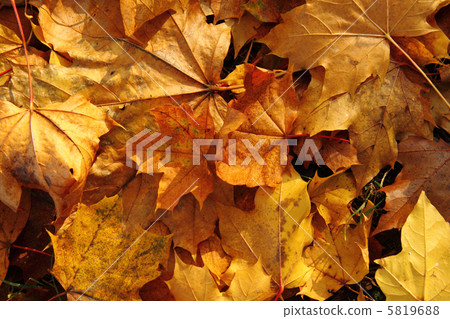 autumn leaves 5819688