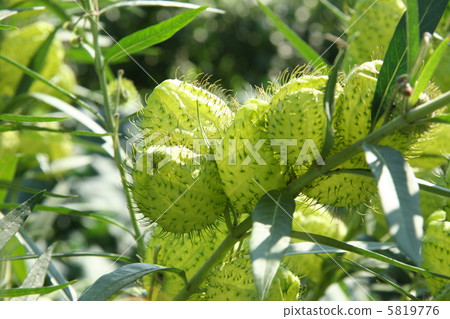 氣球米棉 5819776