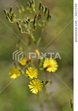 Onita Birako Onita Birako 5821544