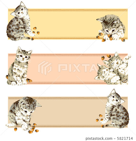 Cute cat, American short header 5821714