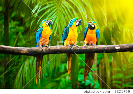 Blue-and-Yellow Macaw Blue-and-Yellow Macaw 5821769