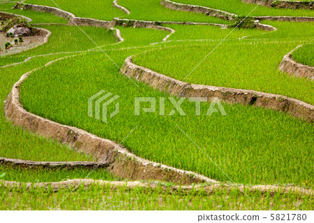Rice plantations. Vietnam Rice plantations. Vietnam 5821780