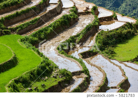 Rice field terraces. Near Sapa, Mui Ne 5821783