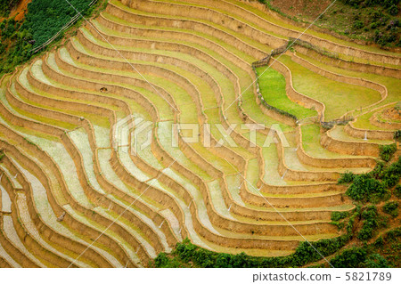 Rice plantations. Vietnam 5821789