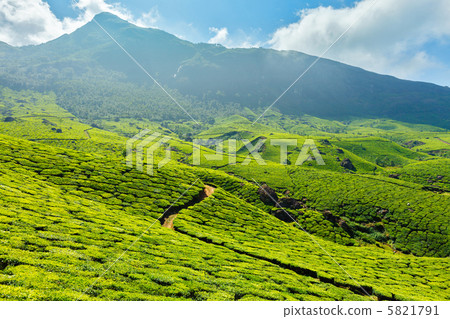 Tea plantations 5821791