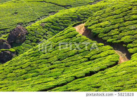 Tea plantations 5821828