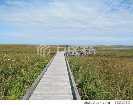 Haru no ki wood road Haru no ki wood road 5821983