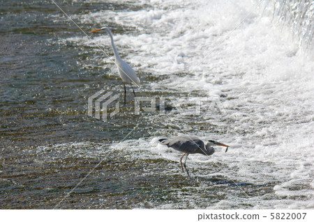 蒼鷺 蒼鷺 5822007