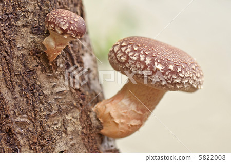 種植蘑菇、原木香菇和 hodaki 5822008