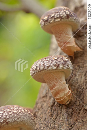 蘑菇香菇 原木香菇 蘑菇香菇 原木香菇 5822009