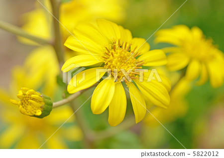 Tsuwabuki flower Tsuwabuki flower 5822012