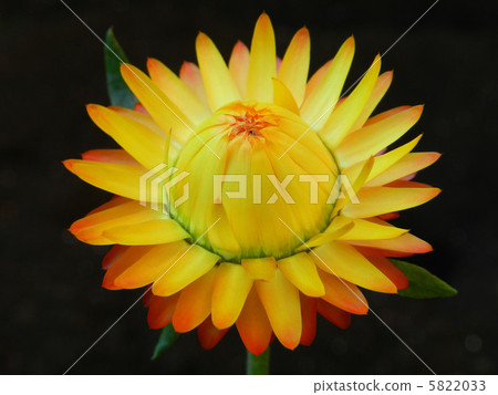 台灣Caicza（花椰菜） 5822033