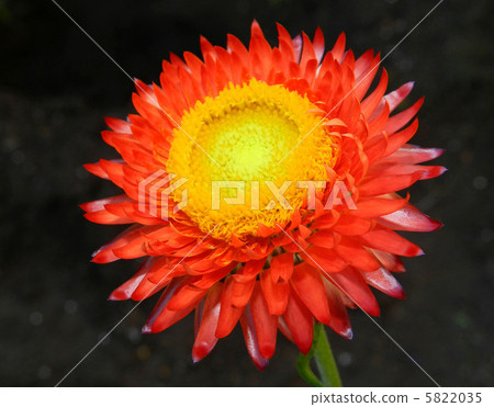 台灣Caicza（花椰菜） 5822035