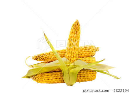 ear of corn isolated 5822194