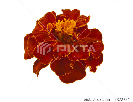 marigold flowers isolated marigold flowers isolated 5822225