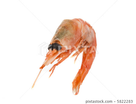 boiled shrimp isolated boiled shrimp isolated 5822283