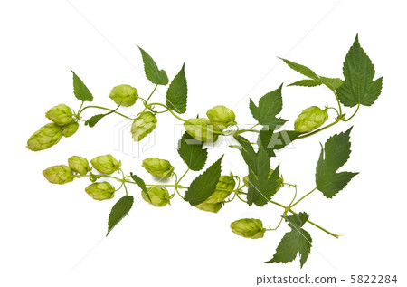 hops plant hops plant 5822284