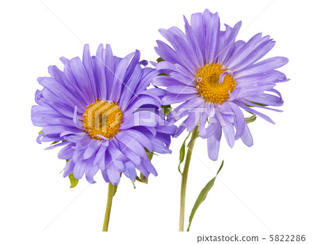 aster isolated 5822286
