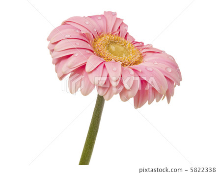 pink gerbera with drops isolated 5822338