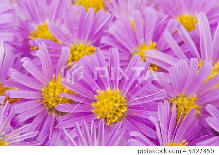 Pink small chrysanthemums 5822350