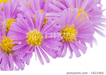 Pink small chrysanthemums Pink small chrysanthemums 5822468