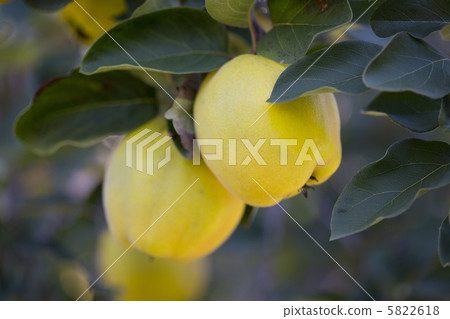 Quince Quince 5822618