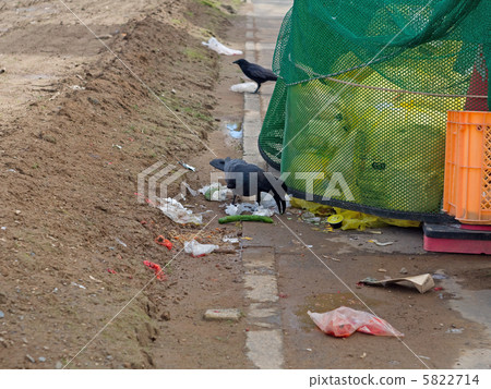 Crow of the city 5822714