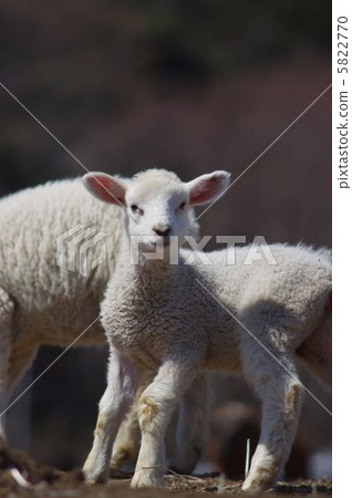 Sheep Sheep 5822770
