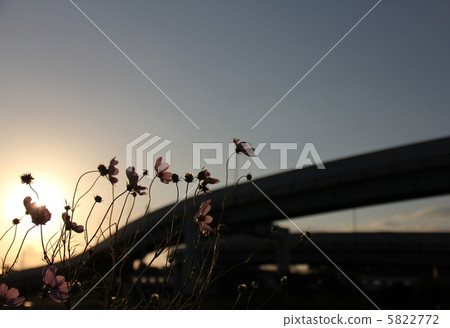 Sunset and cosmos 5822772