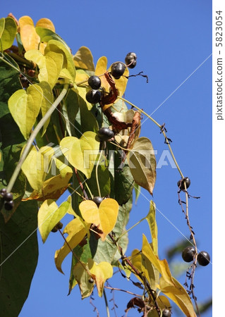 Wild vine and Mukago 5823054