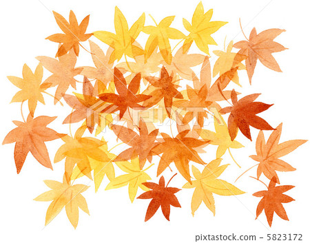 楓樹 紅楓 楓葉 5823172