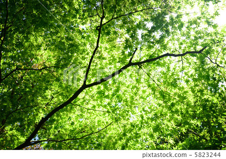 Green maple Green maple 5823244
