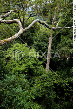 Malaysia Jungle Malaysia Jungle 5823385
