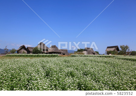 Yoshinogari's soba field Yoshinogari's soba field 5823552