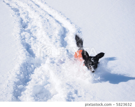 Dog running down the snow 5823632