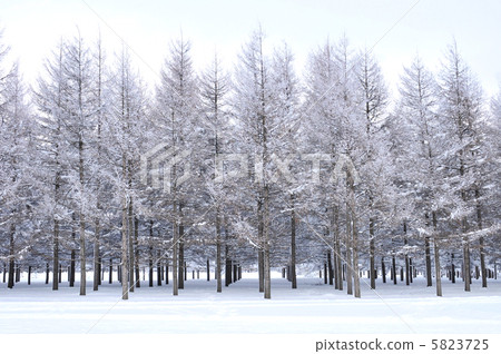雪與公園和常設樹木 5823725