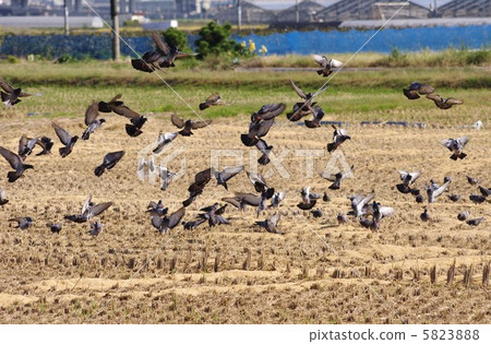 A group of pigeons that fall under the spill of rice reaping 5823888
